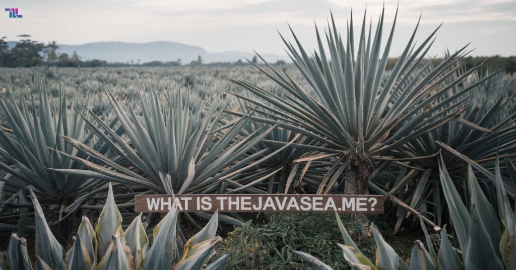 What Is TheJavaSea.me